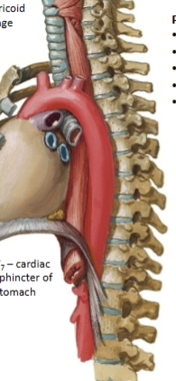 <p>Stratified squamous epithelium; extends from C<sub>6</sub> - T<sub>7</sub>. Skeletal and smooth muscle. Bolus moved via peristalsis to the cardiac sphincter (gaurds opening of stomach). Lots of mucous secretion; tube innervated via cn X</p>