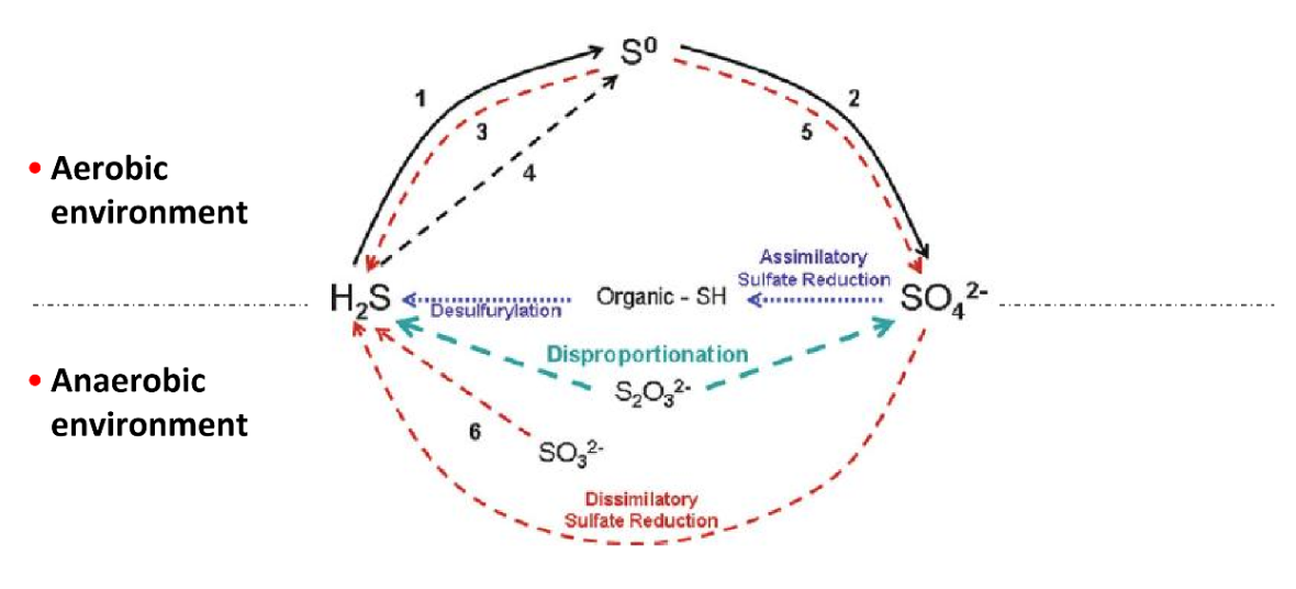 <p>sulfolobus and thermoproteus</p>