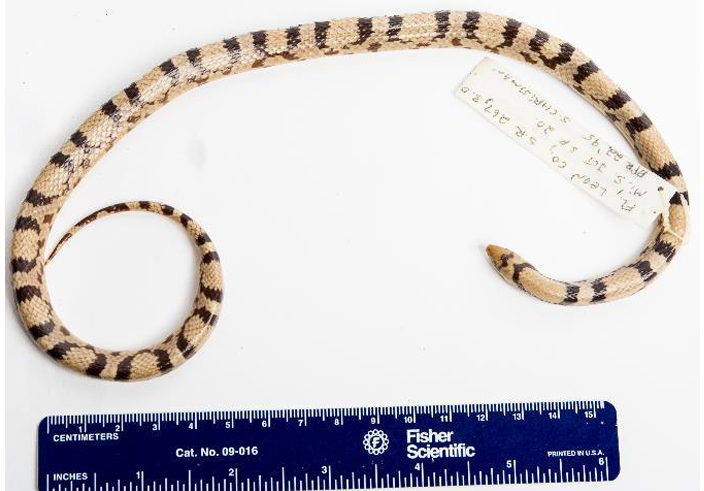 <p>Family: Colubridae</p><p>Family name: Nonvenomous Snakes</p>