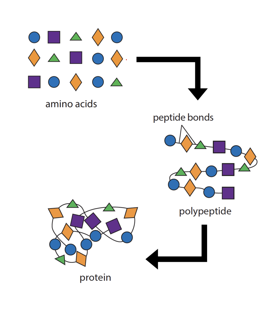 <p>Amino acids are the <strong>building blocks of proteins.</strong></p><p><strong>Peptide bonds </strong>link up amino acids to form a <strong>polypeptide.</strong></p><p><strong>One or more polypeptide chains fold </strong>to form a 3-D molecule, called <strong>protein.</strong></p>