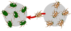 <p>- Some individuals from a population of brown beetles may have joined a population of green beetles. What would make the genes for brown beetles more frequent in the green beetle population?</p>