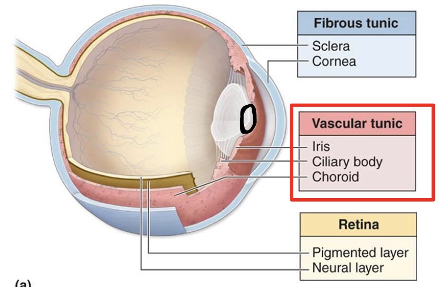 <p>Composed of:</p><ul><li><p>Choroid</p></li><li><p>Ciliary body </p></li><li><p>Iris → central opening = pupil</p></li></ul><p></p>
