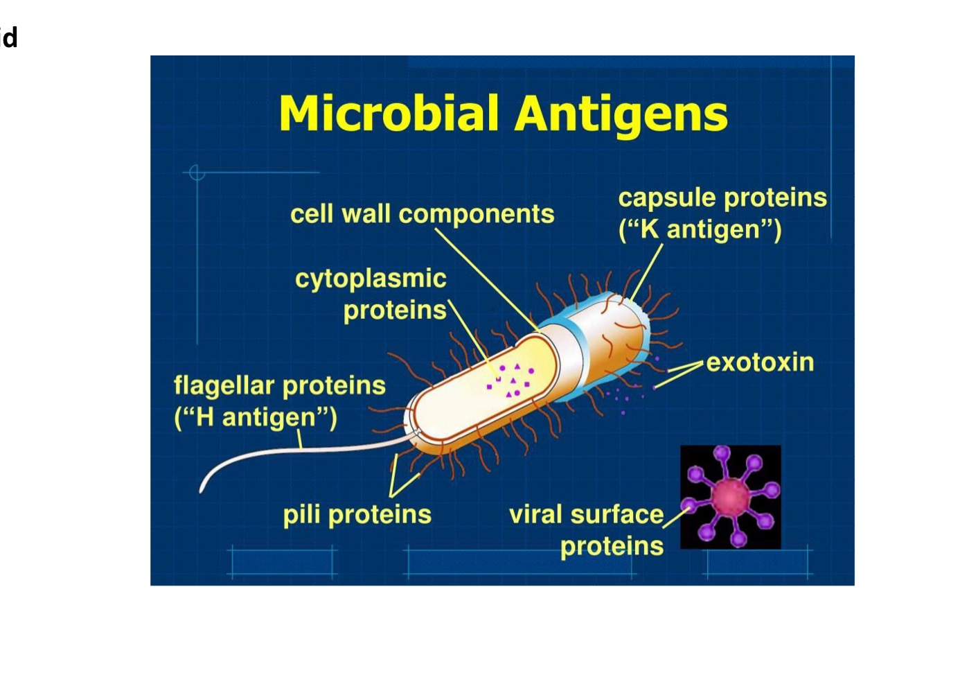 <ol><li><p><strong>Proteins/Peptides </strong></p></li><li><p><strong>Lipids</strong> (ex: Bacterial lipopolysaccharide membrane) </p></li><li><p><strong>Sugars</strong> (ex: Polysaccarhride capsule of bacteria) </p></li><li><p><strong>Nucleic Acid </strong></p></li></ol><p></p>