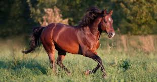 <p>Quarter Horse</p>