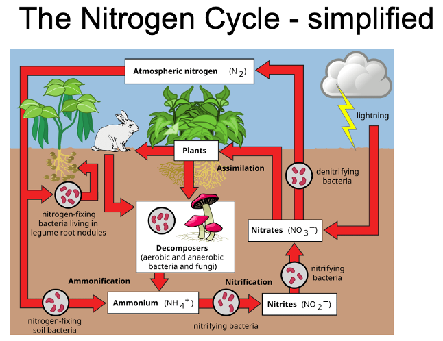 <p>Nitrogen cycle: soil microorganisms:</p>