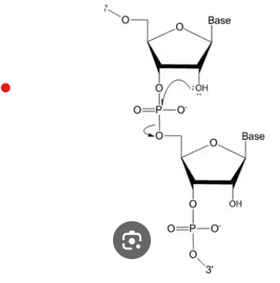 <p>what is it calle dwhen something is a polymer of several nucleotides </p>
