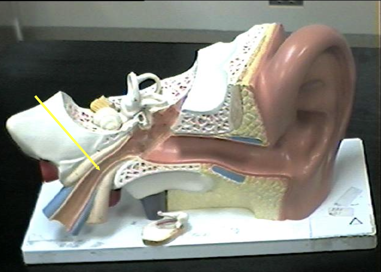 <p>Identify the ear parts. </p>