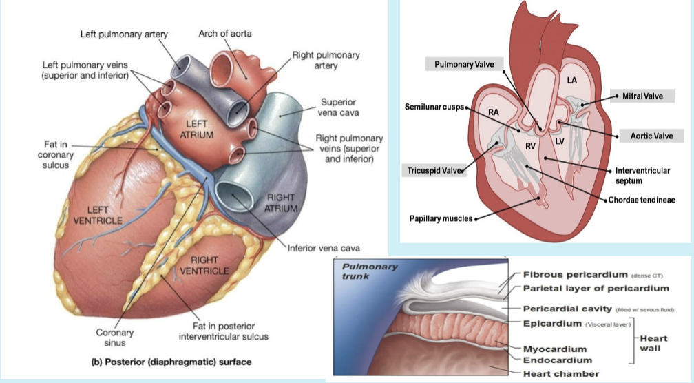 <ul><li><p>sternocostal (anterior) surface:</p><ul><li><p>mostly right ventricle</p></li><li><p>lies just behind the sternum &amp; costal cartilages</p></li></ul></li><li><p>diaphragmatic (inferior) surface: </p><ul><li><p>formed by both ventricles, mainly left ventricle</p></li><li><p>rests on diaphragm</p></li></ul></li><li><p>pulmonary (left) surface:</p><ul><li><p>formed by mainly left ventricle, which makes the cardiac impression on the left lung</p></li></ul></li><li><p>base (posterior) surface):</p><ul><li><p>formed mainly by left atrium (receives pulmonary veins)</p></li><li><p>faces posteriorly toward vertebral column coronary sulcus (atrioventricular groove):</p><ul><li><p>separates atria from ventricles</p></li><li><p>contains right coronary artery, circumflex artery, and coronary sinus</p></li></ul></li><li><p>anterior interventricular sulcus:</p><ul><li><p>btwn right and left ventricles on anterior surface</p></li><li><p>contains anterior interventricular artery (LAD) and great cardiac vein</p></li></ul></li><li><p>posterior interventricular sulcus:</p><ul><li><p>on the diaphragmatic surface</p></li><li><p>contains posterior interventricular artery &amp; middle cardiac vein</p></li></ul></li></ul></li></ul><p></p>