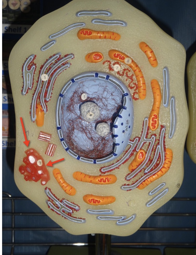 <p>Name the organelle 6</p>