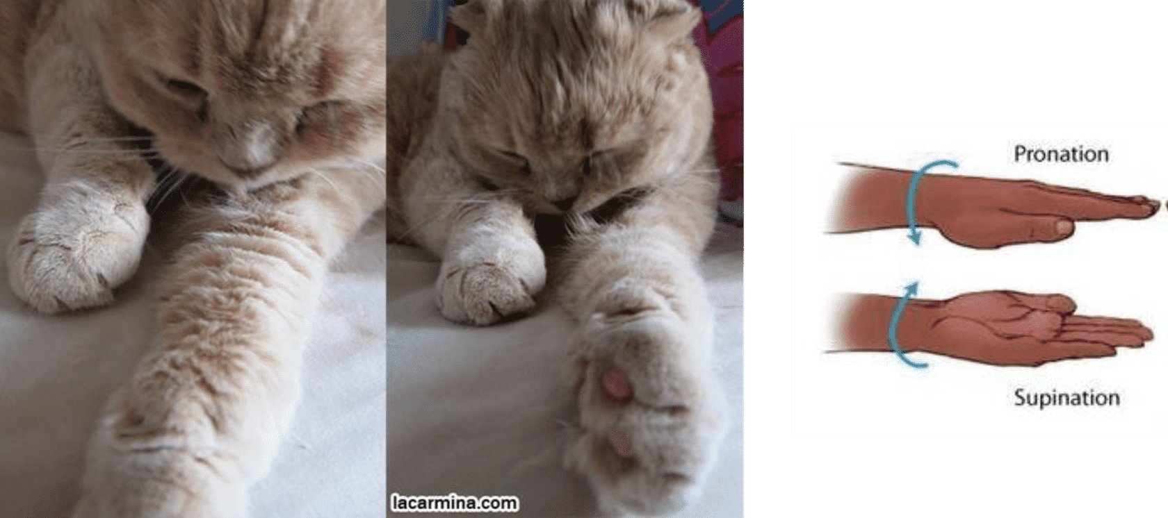 <p>Supination </p>