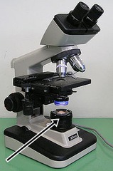 <p>What part of the microscope does the arrow indicate</p>