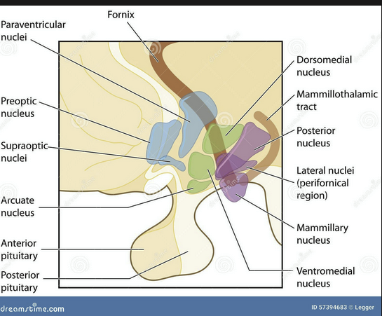 <ul><li><p>a group of neurons located in the hypothalamus that plays a crucial role in regulating various physiological functions, including appetite, metabolism, and hormone secretion. It is involved in the neuroendocrine system, influencing the release of hormones from the pituitary gland</p></li><li><p>right above the pons</p></li><li><p>Integrates signals like leptin and ghrelin to coordinate the LH and VMH.</p></li></ul><p></p>