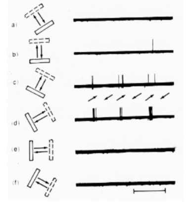 <ul><li><p>edges</p></li><li><p>movement</p></li></ul><p></p>