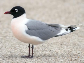 <p>Species, family, order?</p>