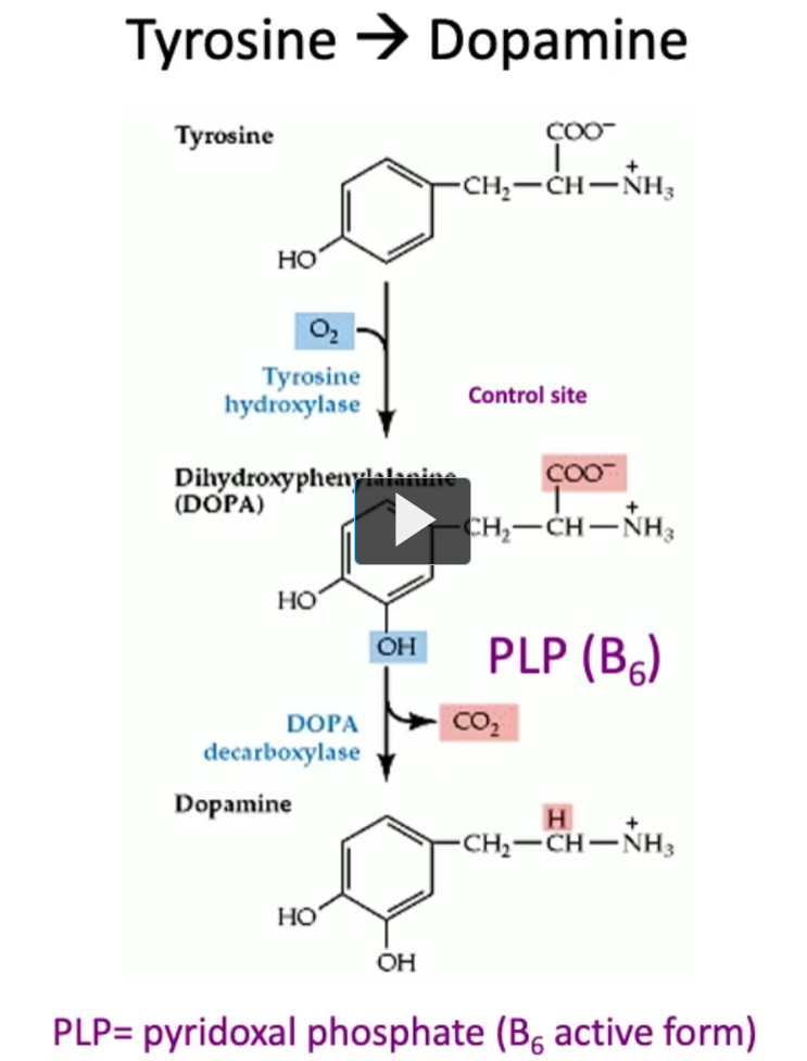 <p><u>Tyrosine → Dopamine</u></p><ol><li><p>Tyrosine (Tyrosine hydroxylase adds OH to tyrosine)→<strong> Dihydroxyphenylalanine (DOPA)</strong></p></li></ol><ul><li><p>Uses <strong>O₂ (oxygen)</strong></p></li><li><p>Requires a cofactor (<strong>tetrahydrobiopterin, BH₄</strong> — high-yield detail)</p></li></ul><ol start="2"><li><p>DOPA (DOPA decarboxylase takes a CO2 from DOPA, uses PLP or B6) → <strong>dopamine</strong></p></li></ol><p>The <strong>function of DOPA decarboxylase is to take a carbon away “decarboxylase”</strong> from <strong>DOPA</strong>, the<strong> function of PLP (B₆) is to stabilize</strong> <strong>intermediates</strong> during <strong>decarboxylation</strong>), which is what DOPA decarboxylase is doing. </p>