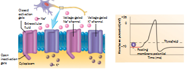 <p><strong>depolarization</strong> - graded potential reaches to threshold, where 1st voltage-gated channels open → ions (+ve) rush into cell</p><ul><li><p>activation gate of Na+ channel opens</p></li><li><p>Na+ rushes into cell</p></li><li><p>some K+ gates open (MUCH MORE SLOWLY) and K+ moves out of the cell (doesn’t change shit)</p></li><li><p>greater -ve charge on outside and +ve charge on inside for a short time (+35mV)</p></li><li><p>Na+ inactivation gate closes (K+ channels still open and opening more rapidly out of the cell)</p></li></ul><p><strong>repolarization</strong> - membrane potential brought back down to resting conditions</p><ul><li><p>when threshold is passed on the way down, Na+ activation gate closes again, and inactivation gate re-opens</p></li></ul><p><strong>hyperpolarization/after-potential phase</strong> - overshoot of trying to bring the membrane potential back to resting conditions</p><ul><li><p>K+ channels stay open longer than they should (membrane potential drops to -90mV)</p></li><li><p>K+ channels eventually close</p></li></ul><p>Na+/K+ pump can now bring resting potential back to -70mV</p><p>resting membrane potential re-established</p>