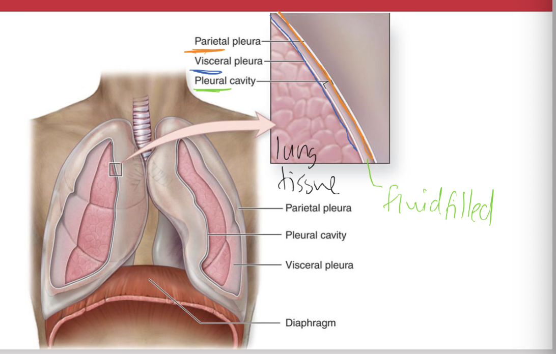 <p>Explain the parietal and visceral pleurae and pleura cavity concept </p>