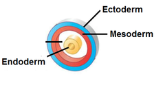 <p>the inner germ layer that develops into the lining of the digestive and respiratory systems</p>