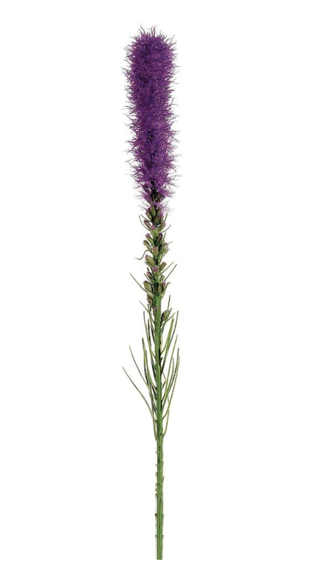 <p>Common Name</p>