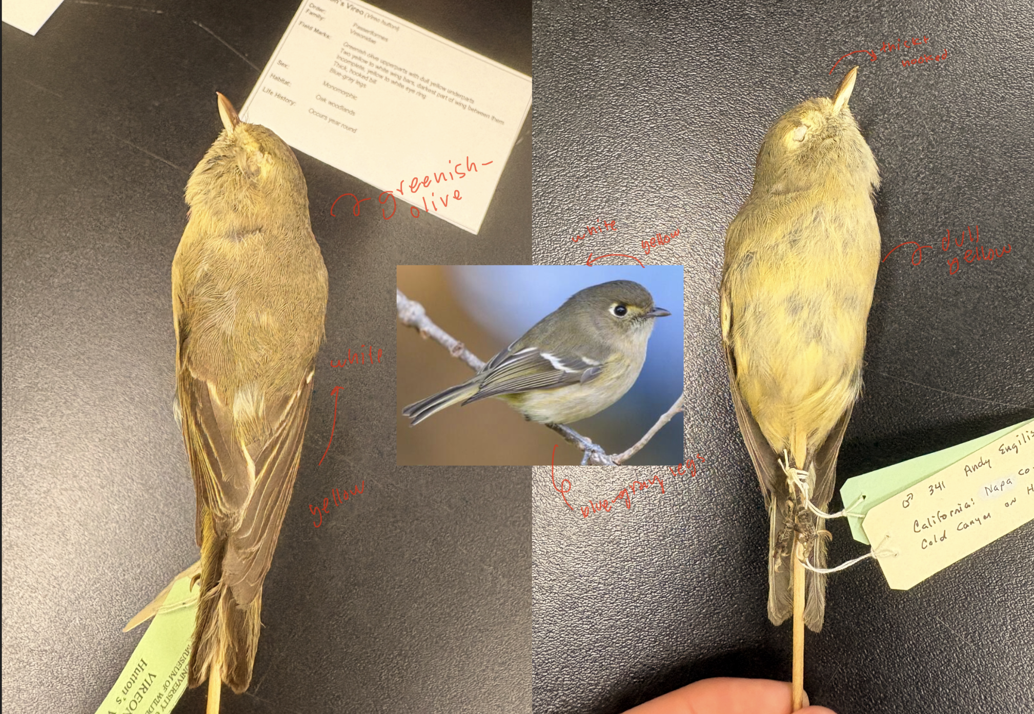 <p>Huttonās Vireo </p><p>Order: Passeriformes</p><p>Family: Vireonidae</p><p>Habitat: Oak woodlands</p><p>Life History:</p><p>Occurs year round</p>