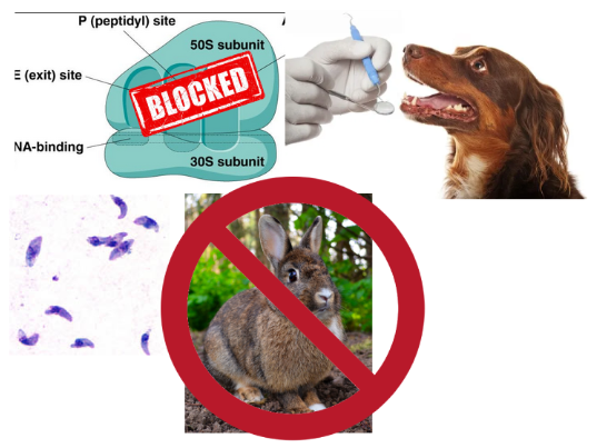 <p>Deep skin infections, abscesses, dental infections, and toxoplasmosis.</p>