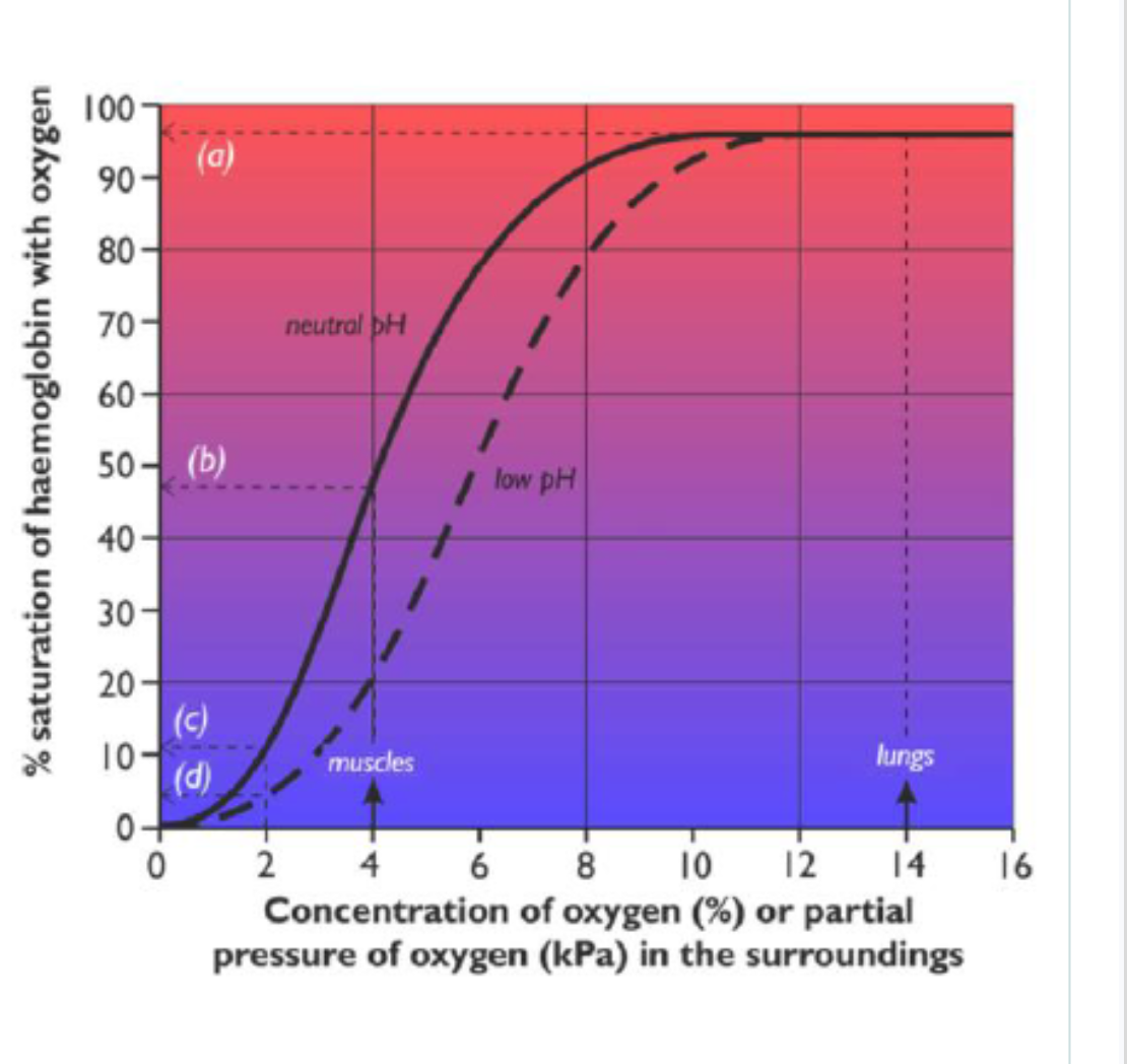 <p><span style="background-color: transparent;"><em><u>(a) In the alveoli of the lungs&nbsp;</u></em></span></p><ul><li><p><span style="background-color: transparent;">Oxygen is constantly being brought in by ventilation&nbsp;</span></p></li><li><p><span style="background-color: transparent;">Partial pressure of oxygen is kept high, at around 14 kPa.&nbsp;</span></p></li></ul><p><span style="background-color: transparent;">As blood passes through the capillaries surrounding the alveoli, oxygen is <strong><u>loaded</u></strong> on to haemoglobin and become almost 100% saturated&nbsp;</span></p><p></p><p><span style="background-color: transparent;"><em><u>(b) In tissues&nbsp;</u></em></span></p><ul><li><p><span style="background-color: transparent;">e.g. liver or brain&nbsp;</span></p></li><li><p><span style="background-color: transparent;">Oxygen is used by respiration, so its partial pressure is low, about 4 kPa.&nbsp;</span></p></li><li><p><span style="background-color: transparent;">At this PO<sub>2</sub> the haemoglobin is only 50% saturated&nbsp;</span></p></li></ul><p><span style="background-color: transparent;">It <strong><u>unloads </u></strong>about half its oxygen to the cells, which use it for respiration.&nbsp;</span></p><p></p><p><span style="background-color: transparent;"><em><u>(c) In tissues that are respiring quickly&nbsp;</u></em></span></p><ul><li><p><span style="background-color: transparent;">e.g. contracting muscle cells&nbsp;</span></p></li><li><p><span style="background-color: transparent;">PO<sub>2</sub> drops even lower, to about 2 kPa&nbsp;</span></p></li><li><p><span style="background-color: transparent;">haemoglobin saturation drops to about 10%&nbsp;</span></p></li></ul><p><span style="background-color: transparent;">almost 90% of the oxygen is <strong><u>unloaded</u></strong>, providing more oxygen for the muscle cells.&nbsp;</span></p><p></p><p><span style="background-color: transparent; color: rgb(255, 0, 0);"><em><u>(d) Actively-respiring tissues</u></em></span></p><ul><li><p><span style="background-color: transparent; color: rgb(255, 0, 0);">A lot of CO<sub>2</sub> is produced</span></p></li><li><p><span style="background-color: transparent; color: rgb(255, 0, 0);">CO<sub>2</sub> dissolves in blood or tissue fluid to make <strong><u>carbonic acid </u></strong>and so lowers the pH</span></p></li><li><p><span style="background-color: transparent; color: rgb(255, 0, 0);">H<sup>+</sup> ions leads to a <strong><u>decrease of affinity </u>for</strong> O<sub>2 </sub>, therefore reduces the % saturation of haemoglobin at any PO<sub>2</sub>.</span></p></li><li><p><span style="background-color: transparent; color: rgb(255, 0, 0);">This right-hand shift is called the <strong><u>Bohr shift</u></strong>.</span></p></li><li><p><span style="background-color: transparent; color: rgb(255, 0, 0);">So at a PO<sub>2</sub> of 2kPa, the % saturation is nearer 5%</span></p></li></ul><p><span style="background-color: transparent; color: rgb(255, 0, 0);">95% of the oxygen are <strong><u>unloaded</u></strong> in respiring tissues.</span></p><p></p><p></p><p><span style="background-color: transparent;">*decrease affinity, release more O2. </span></p>