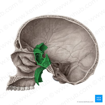 <p>sphenoid bone</p>
