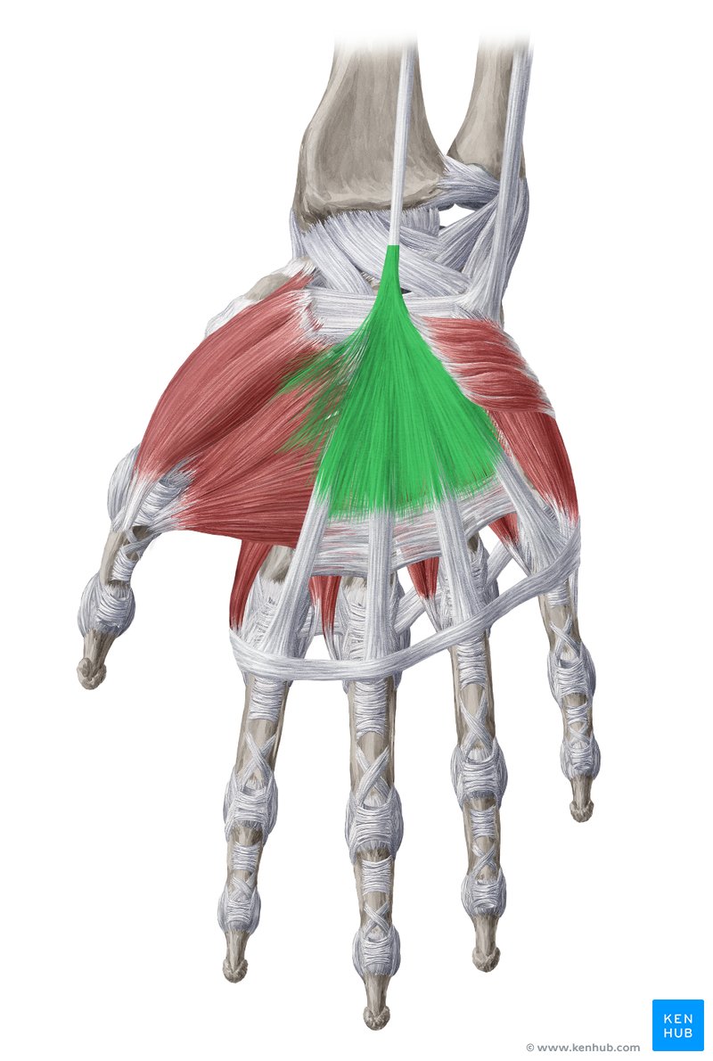 <p>palmar</p>