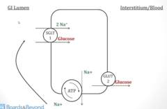 <p>1. In GI lumen (left), you have low [glucose] compared to inside the cell</p><p>2. In order to absorb glucose, the cell will couple that absorption with sodium to move against [c] gradient (SGLT1, Na+ dependent)</p><p>3. [glucose] inside cell is higher than in interstitium/blood, so glucose can move down [c] gradient via GLUT2 (Na+ independent) into interstitium</p><p>4. Sodium previously uptaken by SGLT into cell (coupled to glucose) is pumped back out into GI Lumen to create high [Na+] outside of cell; this sodium can then be reused as a cotransporter for more glucose</p>