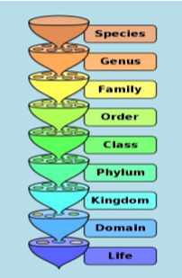 <p>as you go up groups become smaller, organisms become more similar </p>