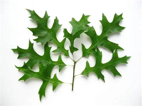 <p>Quercus palustris</p>