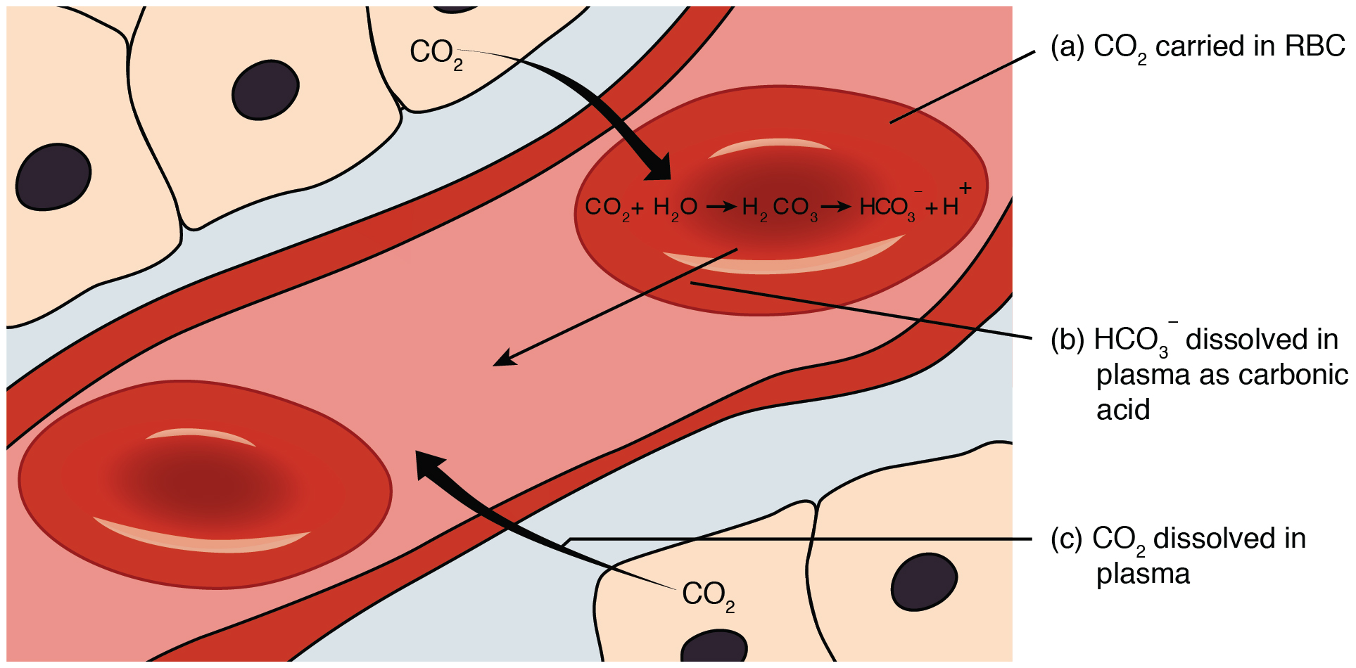 <p>How is most carbon dioxide transported and balanced in the blood?</p>