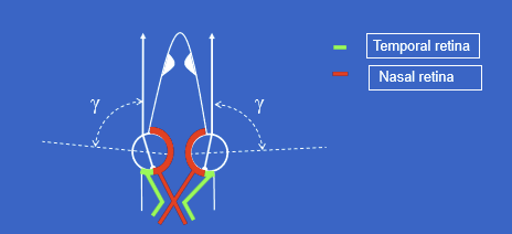 <ul><li><p>γ (gamma) = angle between the line of fixation and the optic axis.</p></li><li><p>In ambiocular vision, γ creates a nasal-temporal division of the retina.</p></li><li><p>This retinal organization contributes to proper binocular visual processing.</p></li></ul><p></p>