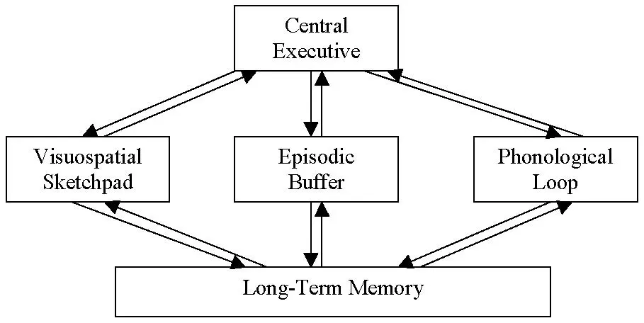 <p>working memory model - central executive </p>