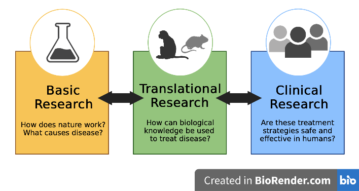 <p>"bench-to-bedside" approach that converts basic scientific discoveries into practical applications, such as new drugs, devices, or treatments</p><p>includes efficacy and effectiveness</p>