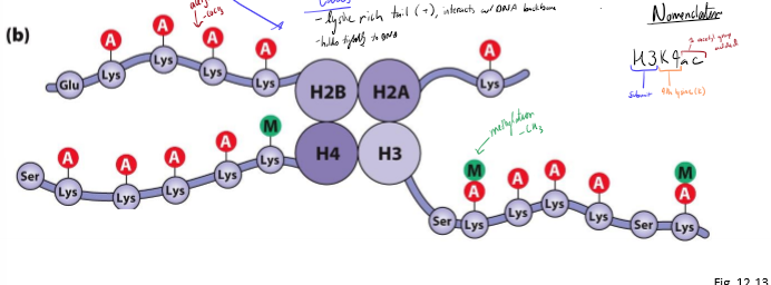 <p>Describe histone tails and their purpose</p>