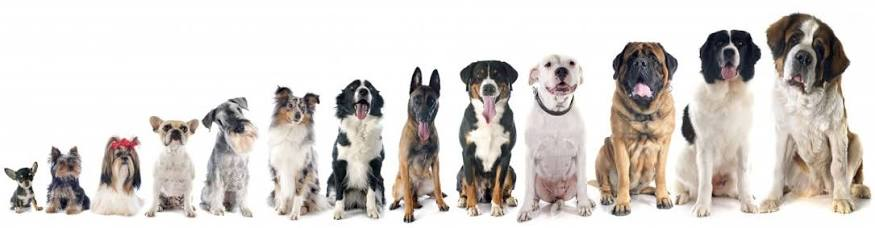 <p>What is “Genetic Diversity?” </p>