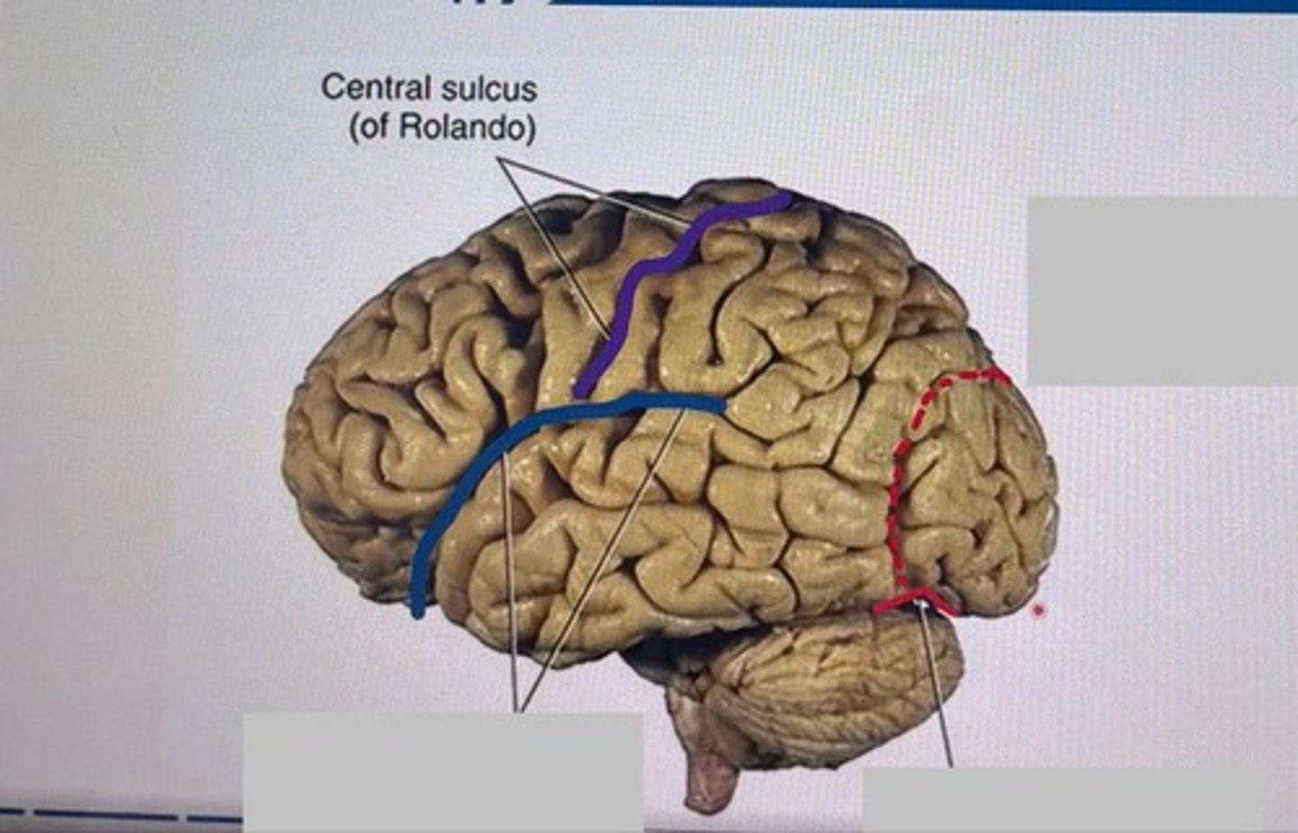 <p>What structures are contained within the red dotted lines?</p>