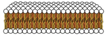 <p>basic structural arrangement of the cell membrane <strong>before curving into a closed shape</strong></p>