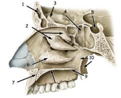 <p>Identify the structure at #7</p>