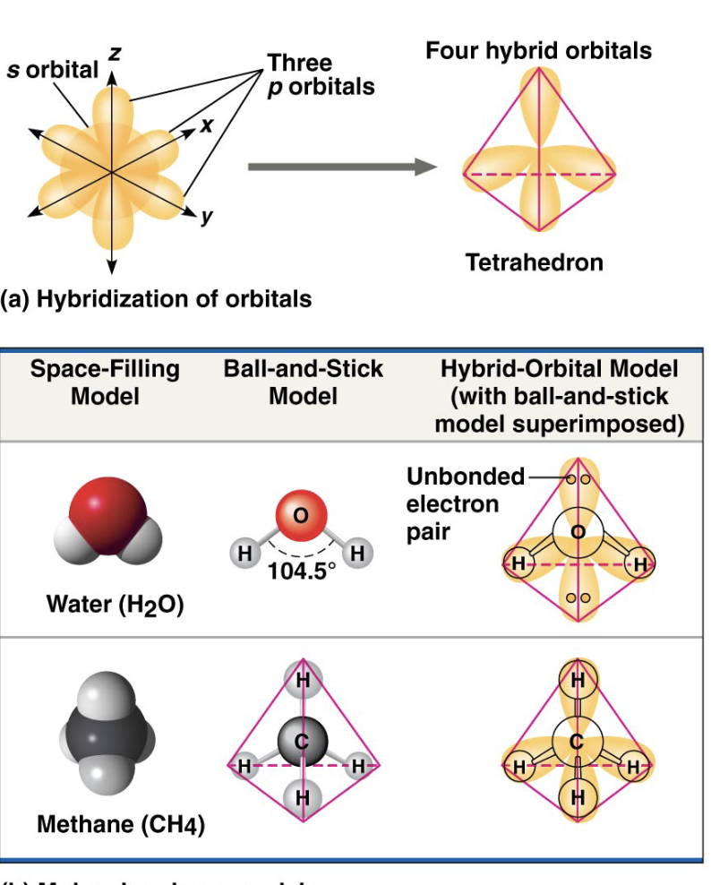 <p>Molecular shape is determined by the positions of its atoms’ _____________ </p>