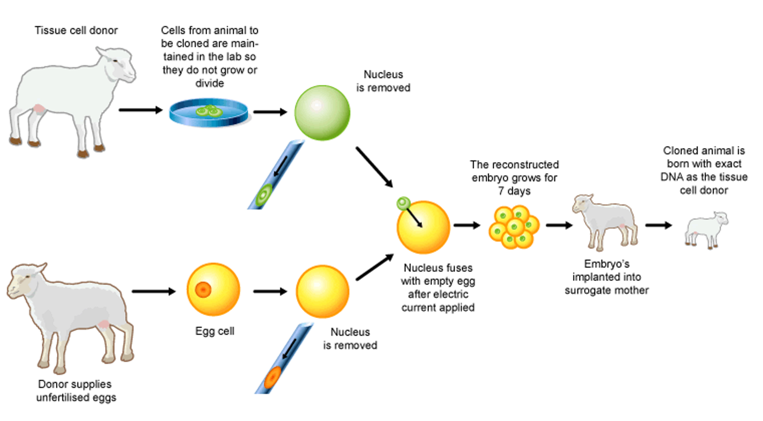 <ul><li><p><strong>M1:</strong> Use <strong>enucleated egg</strong> / <strong>empty egg</strong> / <strong>remove nucleus</strong> from egg (or equivalent).</p></li><li><p><strong>M2:</strong> <strong>Nucleus</strong> from <strong>body cell</strong> / <strong>diploid nucleus</strong> (placed into empty egg) / <strong>fuse adult cell</strong> with empty egg.</p></li><li><p><strong>M3:</strong> Use of <strong>electricity</strong> / <strong>shock</strong>.</p></li><li><p><strong>M4:</strong> <strong>Cell division</strong> / <strong>mitosis</strong>.</p></li><li><p><strong>M5:</strong> <strong>Embryo</strong>.</p></li><li><p><strong>M6:</strong> <strong>Uterus</strong> / <strong>womb</strong>.</p></li><li><p><strong>M7:</strong> <strong>Surrogate mother</strong>.</p></li></ul><p></p>
