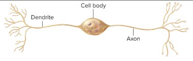 <p>some sensory neurons</p><p>*2 processes extend directly from the cell body; 1 dendrite and 1 axon; relatively limited in where they are located </p>