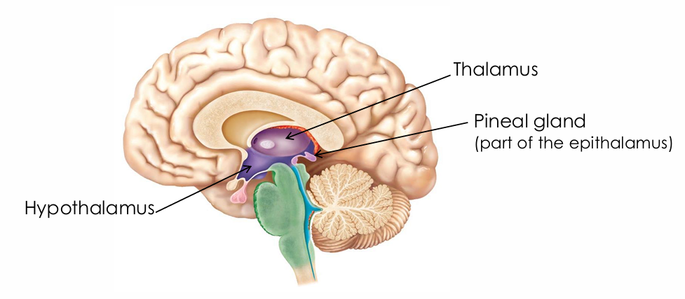 <ul><li><p>Thalamus</p></li><li><p>Hypothalamus</p></li><li><p>Epithalamus</p></li></ul><p></p>