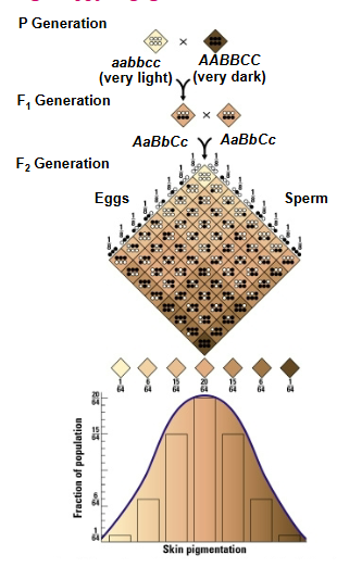 <ul><li><p>If two or more genes have combined effects on the phenotype, this is called polygenic inheritance.</p></li><li><p>In this case each pair of genes assorts separately</p></li></ul><p>Skin color is one example in humans</p>