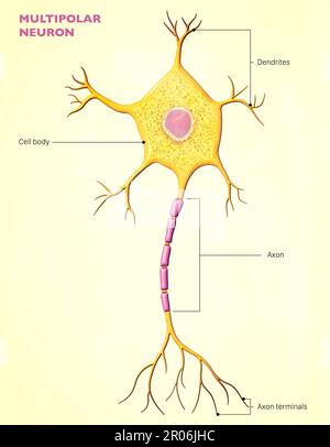 <p>multipolar neuron</p>