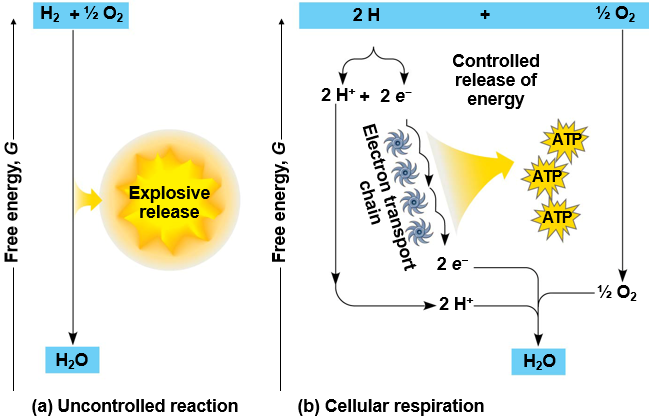 <p>Electron Transport Chain</p>