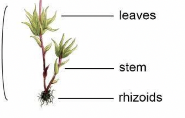<p>n or haploid generation</p><ul><li><p><span>Produces gametes (sperm and egg) by mitosis</span></p><ul><li><p><span>Sperm and egg fuse to form a diploid zygote</span></p></li><li><p><span>Zygote divides by mitosis and becomes a diploid zygote to become a sporophyte</span></p></li></ul></li></ul><p></p>