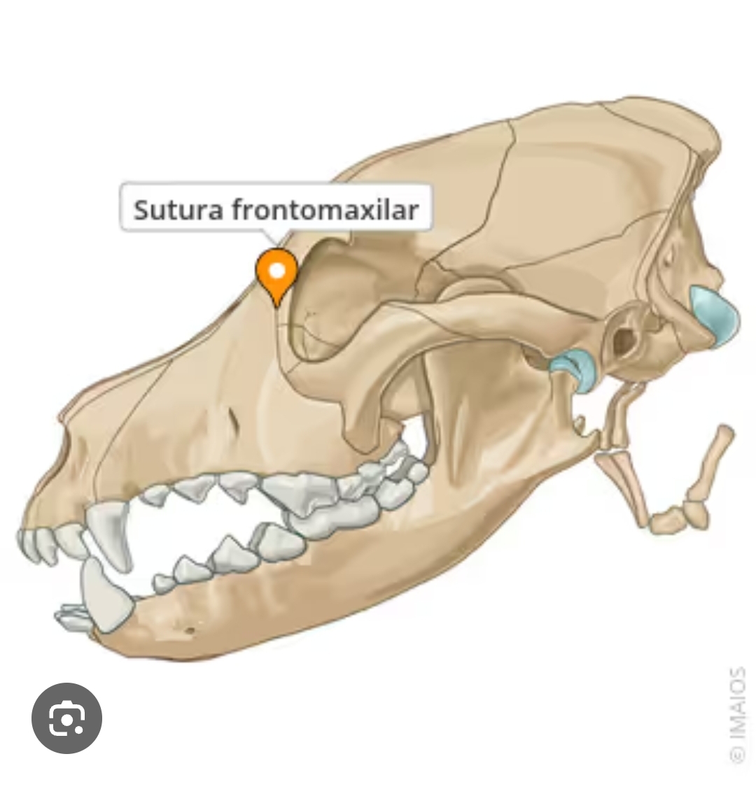 <p>sutura frontomaxilar</p>