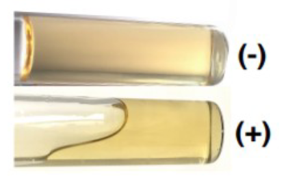 <ul><li><p><strong>Purpose: </strong>To determine whether bacteria produce gelatin hydrolase (a protease)</p></li><li><p><strong>Content: </strong>Protein gelatin</p></li><li><p><strong>Detection Method: </strong>When bacteria secrete gelatin hydrolase into the media, the gelatin liquefies and the deep will no longer appear solid</p></li><li><p><strong>Original test color/physical appearance: </strong>Clear/slightly amber solid medium (nutrient gelatin) in test tube</p></li><li><p><strong>Positive result appearance: </strong>Medium becomes liquid (even if only top layer is liquid)</p></li><li><p><strong>Positive result interpretation:</strong> Gelatin hydrolase was produced, hydrolyzing the gelatin and destroying its ability to solidify</p></li><li><p><strong>Negative result appearance: </strong>Medium remains solid</p></li><li><p><strong>Negative result interpretation: </strong>Gelatin hydrolase was not produced. Gelatin molecules remained intact, allowing medium to stay solid</p></li><li><p><strong>Reagents: </strong>None</p></li></ul><p></p>